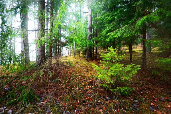 神秘的な混合針葉樹林を介してパスウェイ 常緑の松 トウヒ モミの木 ログを閉じます 黄金の紅葉 生態系 ドイツの環境保全 — ストック写真