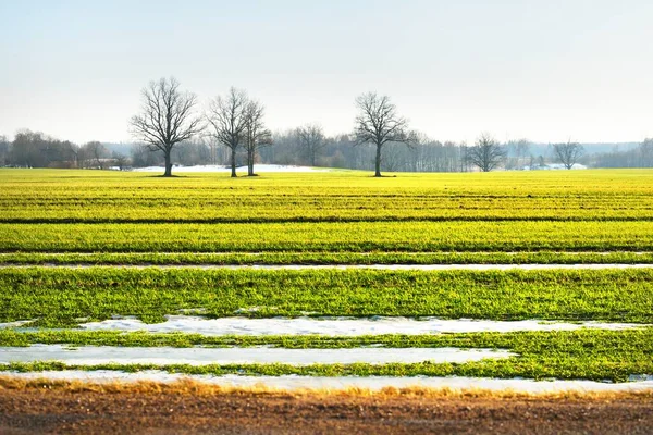 Panoramatický Výhled Zelené Orané Zemědělské Pole Proti Jasně Modré Obloze — Stock fotografie