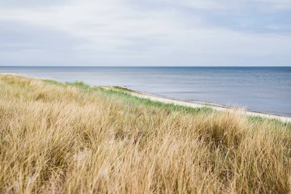 Utsikt Över Östersjöns Strand Mulen Sommardag Ett Torrt Gräs Närbild — Stockfoto