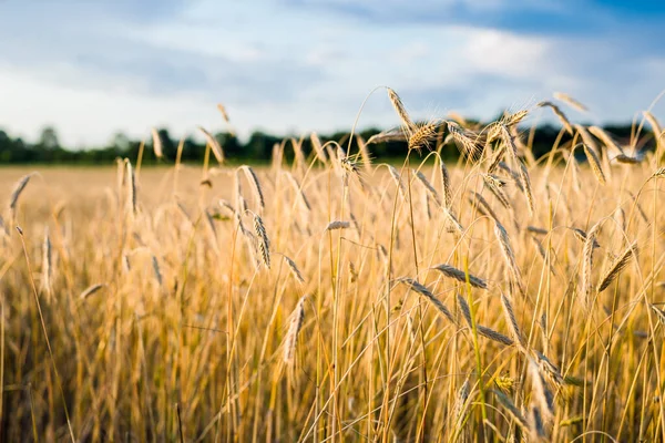 Jordbruksgrödor Fält Vid Solnedgången Konsistens Och Närbild Rent Gyllene Ljus — Stockfoto