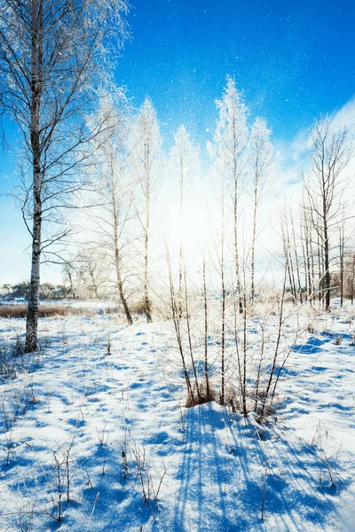 Молодые Ледяные Березы Солнечный Зимний День После Метели Падающие Снежинки — стоковое фото