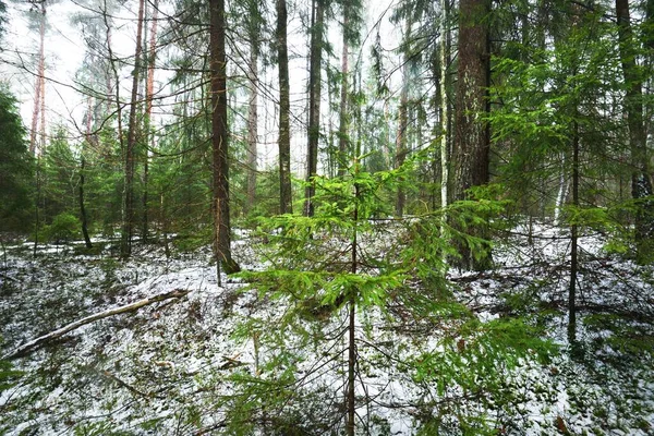 Camino Través Del Misterioso Bosque Siempreverde Cubierto Nieve Pino Abeto — Foto de Stock