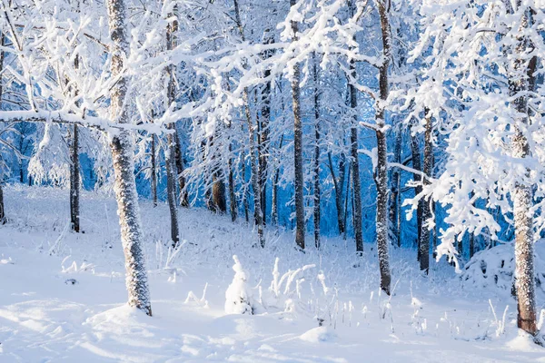 雪に覆われた白樺の木のクローズアップ 冬の森の風景 ラトビア — ストック写真