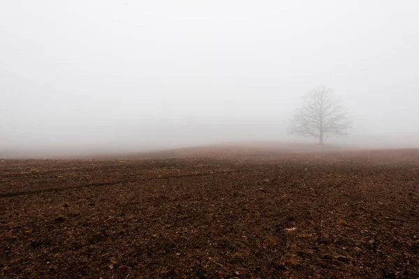 Сільський Ландшафт Порожнє Сільськогосподарське Поле Густому Ранковому Тумані Старий Дуб — стокове фото