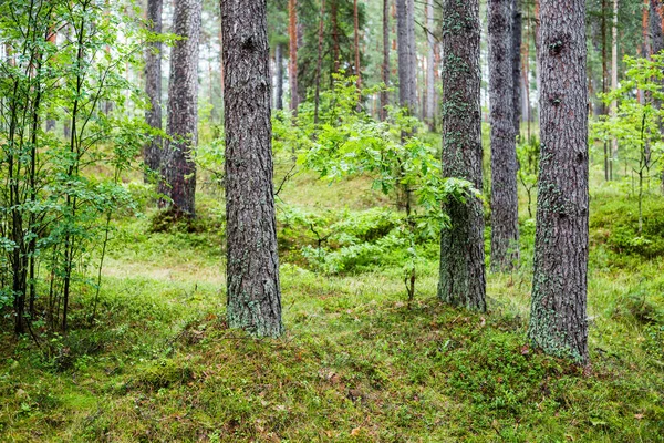 Zomer Landschap Dennenbos Regen Bomen Mos Varens Close — Stockfoto