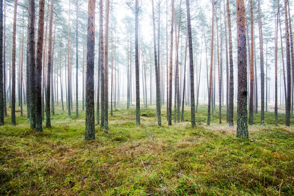 Het Boslandschap Ochtendmist Door Pijnbomen Een Bewolkte Winterdag Letland — Stockfoto