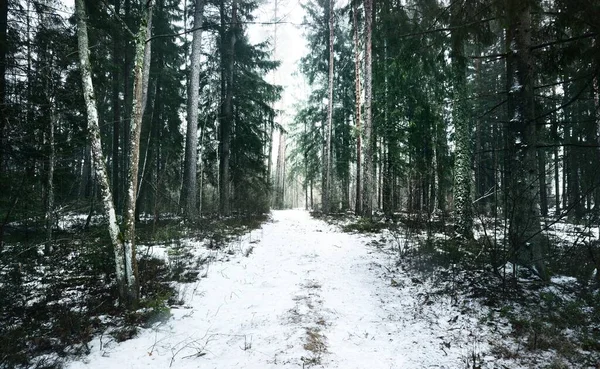 Замерзшая Сельская Дорога Через Таинственный Хвойный Лес Естественный Туннель Вечнозеленая — стоковое фото