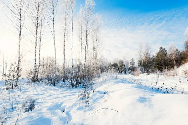 Young Frosty Birch Trees Sunny Winter Day Blizzard Falling Snowflakes — Stock Photo, Image