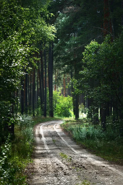 Sentiero Attraverso Pineta Verde Scuro Lettonia — Foto Stock
