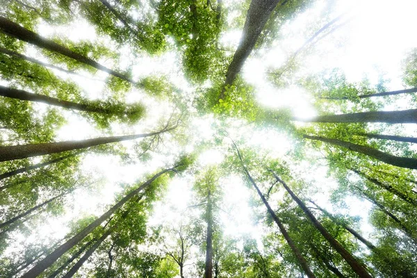 Una Vista Bosque Pantanoso Día Nublado Verano Árboles Cerca Letonia — Foto de Stock