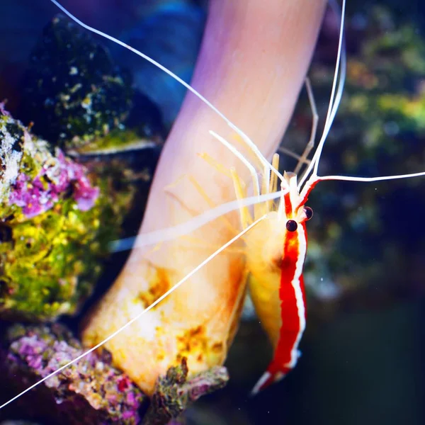 Lysmata Amboinensis Crevettes Nettoyantes Dans Aquarium Marin Avec Anémones Coraux — Photo