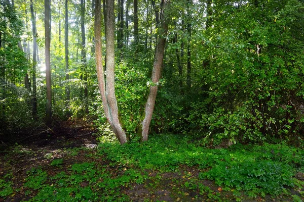 늪지대의 광선이 나무줄기를 라트비아 — 스톡 사진