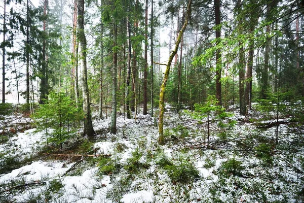 Cesta Zasněženým Tajemným Věčně Zeleným Lesem Borovice Smrk Jedle Polena — Stock fotografie