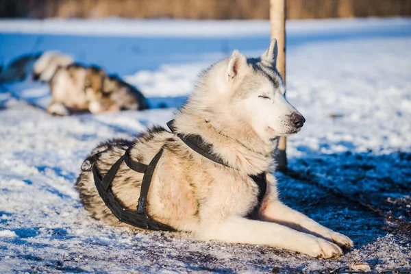 Husky Chůzi Hraní Sněhu Jasného Slunečného Zimního Dne Laponsko Finsko — Stock fotografie