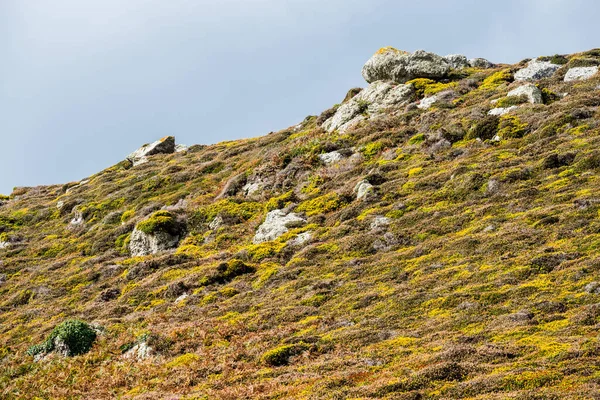 Gul Ravin Och Ljung Hedmark Struktur Höst Bretagne Frankrike — Stockfoto