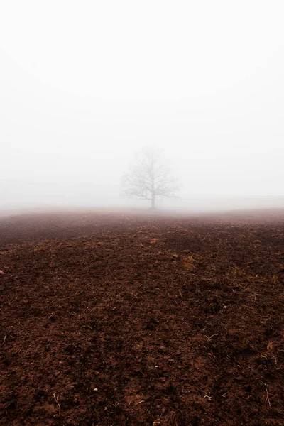 Country Landscape Empty Agricultural Field Strong Morning Fog Old Oak — Stock Photo, Image