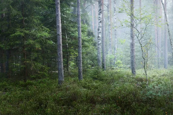 Temná Lesní Scéna Ranní Mlha Sluneční Světlo Mezi Stromy Borovice — Stock fotografie