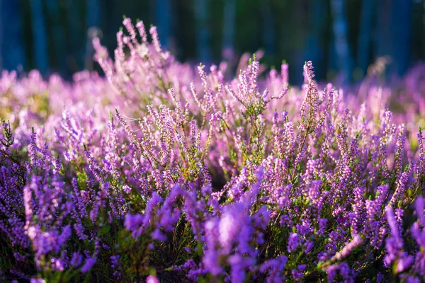 Bos Van Bloeiende Heide Bloemen Een Ochtend Nevel Spin Zijde — Stockfoto
