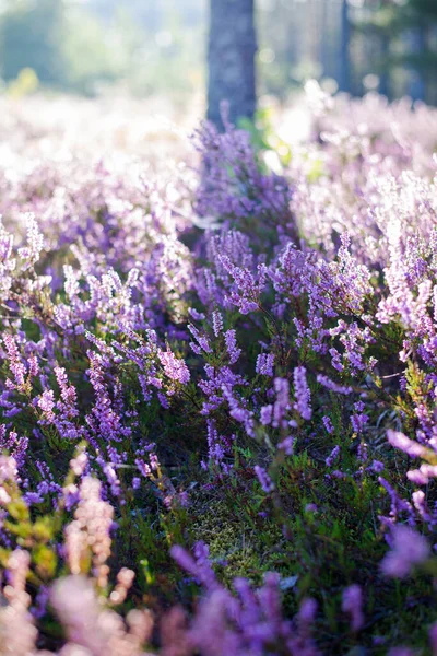 Skogsbotten Blommande Ljung Blommor Morgondimma Närbild Grekland — Stockfoto