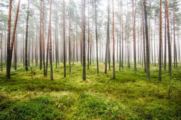 森の風景 曇りの冬の日に松の木を通して朝の霧 ラトビア — ストック写真