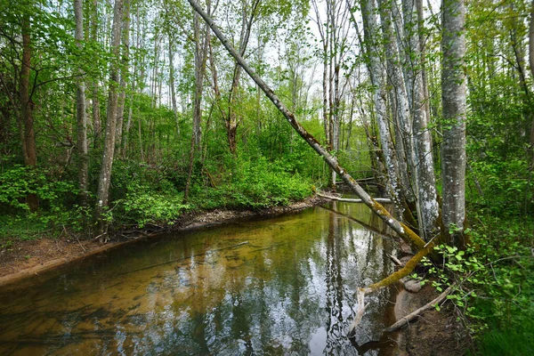 Paysage Estival Rivière Forestière Arbres Verts Gros Plan Finlande — Photo