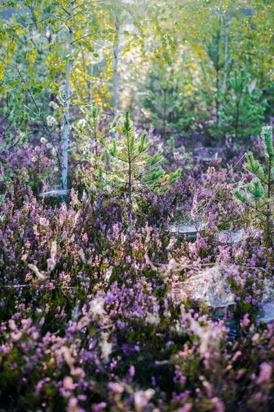 Giovane Foresta Conifere All Alba Rami Abete Rosso Fiori Erica — Foto Stock