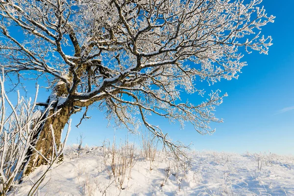 Заснеженный Старый Дуб Холме Солнечный Зимний День Чистое Голубое Небо — стоковое фото