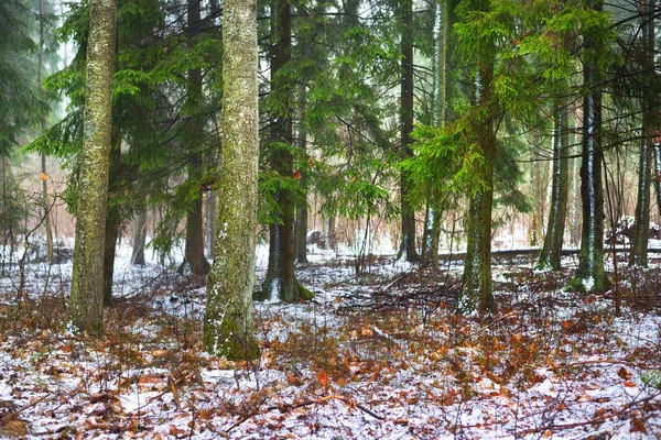 Caminho Através Colinas Cobertas Neve Misteriosa Floresta Coníferas Mistas Pinheiro — Fotografia de Stock