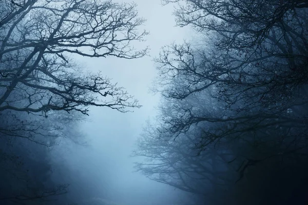 Сцена Темного Лісу Дощовий Осінній День Мохові Сосни Березові Дерева — стокове фото