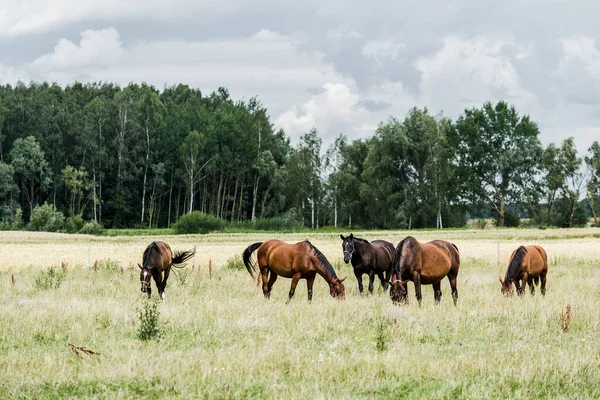 Paisagem Rural Verão Cavalos Campo Verde Dia Nublado Floresta Fundo — Fotografia de Stock