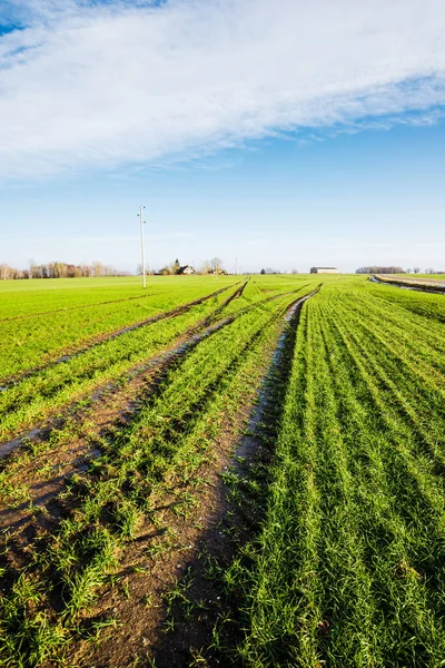 Inizio Primavera Paesaggio Rurale Una Vista Del Campo Agricolo Verde — Foto Stock