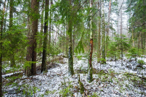 Zimowy Krajobraz Biała Mgła Lesie Sosny Czyste Poranne Światło Szwecja — Zdjęcie stockowe