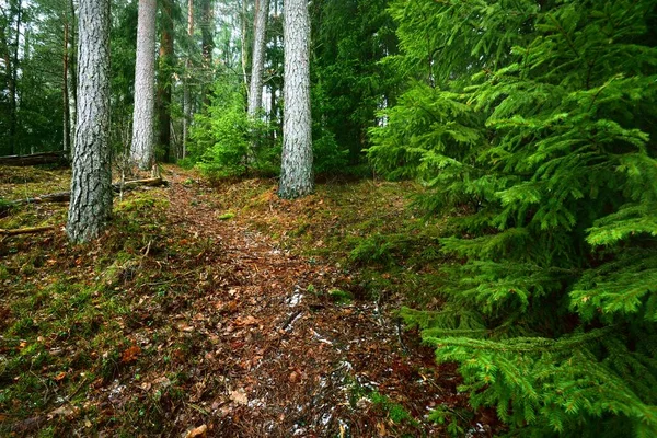 Weg Durch Geheimnisvollen Nadelmischwald Immergrüne Kiefern Fichten Tannen Stämme Aus — Stockfoto