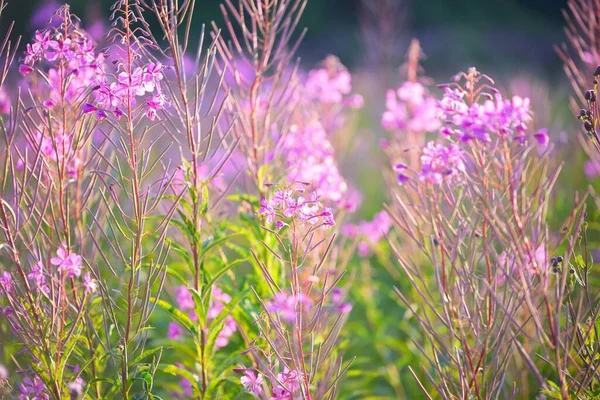 Roze Bloemen Bij Zonsondergang Van Dichtbij Bloeiend Veld Zomer Landschap — Stockfoto