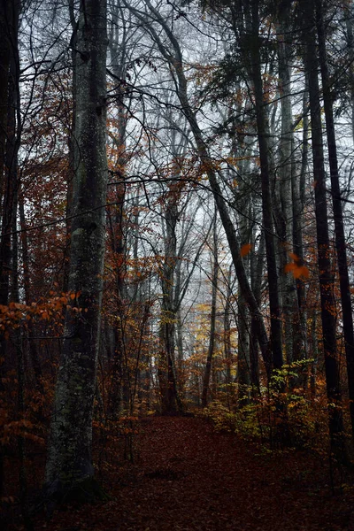 朝の霧 暗い森のシーン ブナやカラフルな葉が近くにあります ドイツ — ストック写真