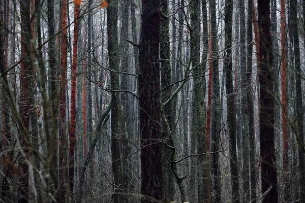Mörk Skogsscen Regnig Höstdag Mossiga Trädstammar Nära Håll Grekland — Stockfoto