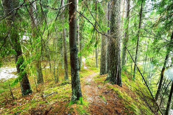 Cesta Tajemným Věčně Zeleným Lesem Borovice Smrk Jedle Polena Zblízka — Stock fotografie