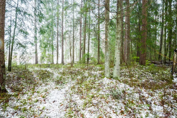 Winterländliche Landschaft Weißer Nebel Schneebedeckten Wald Kiefern Und Reines Morgenlicht — Stockfoto