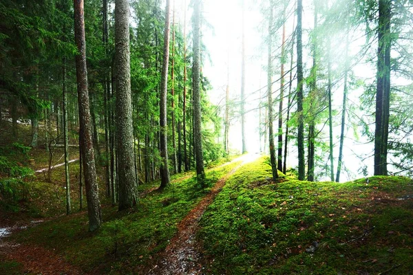 Camino Través Del Misterioso Bosque Siempreverde Pino Abeto Abetos Troncos —  Fotos de Stock