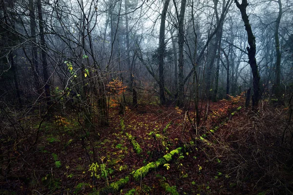 Morgondimman Mörk Skogsscen Mossiga Bokträd Och Färgglada Blad Närbild Talsi — Stockfoto