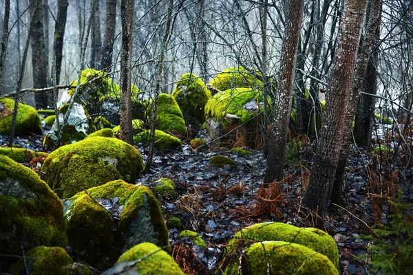 Mousse Verte Sur Les Pierres Gros Plan Scène Forêt Hivernale — Photo