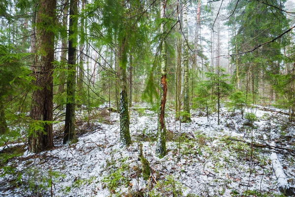 Winter Country Landscape White Mist Forest Pine Trees Pure Morning — Stock Photo, Image