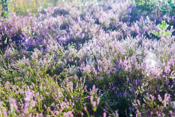 Suelo Del Bosque Flores Brezo Florecientes Una Neblina Matutina Seda — Foto de Stock