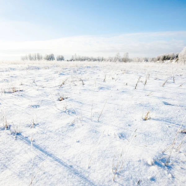 Prázdná Cesta Přes Pole Břízy Zimní Krajina Lotyšsko — Stock fotografie
