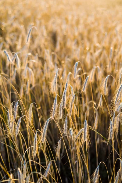 Tarım Ekinleri Gün Batımında Doku Yakın Çekim Saf Altın Işık — Stok fotoğraf