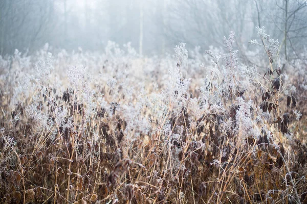 Zimowy Krajobraz Mgliste Pole Poranne Mróz Śnieg Trawie Łotwa — Zdjęcie stockowe