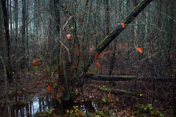Scène Forêt Sombre Jour Automne Pluvieux Pins Bouleaux Moussus Petit — Photo
