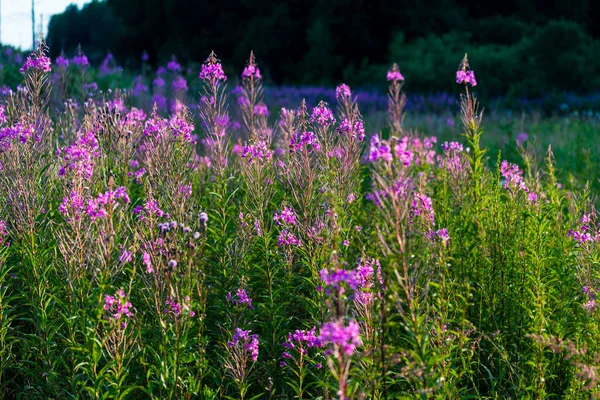 Fiori Rosa Tramonto Primo Piano Campi Campagna Fiore Paesaggio Estivo — Foto Stock