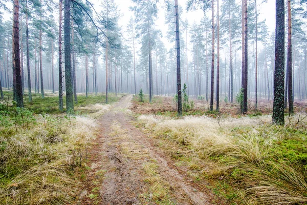 Het Boslandschap Ochtendmist Door Pijnbomen Een Bewolkte Winterdag Letland — Stockfoto