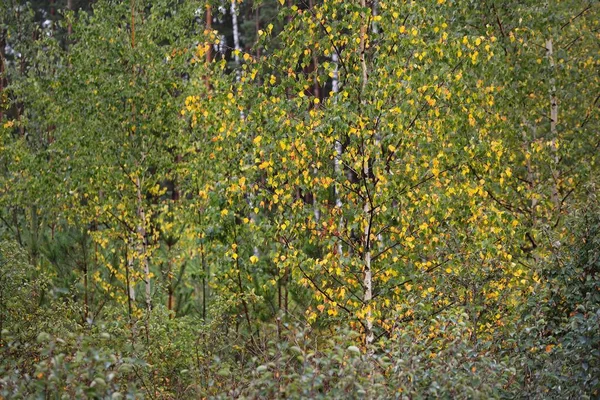 Groene Berk Jonge Sparren Bomen Gele Bladeren Close Herfstlandschap Letland — Stockfoto